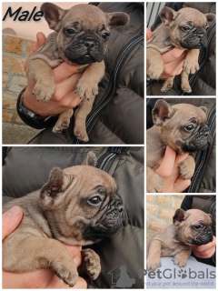 Photos supplémentaires: Bouledogue français Standard et exotique