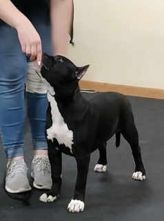 Photo №3. Chiots de l'American Staffordshire Terrier. Fédération de Russie