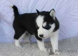 Photo №1. husky de sibérie - à vendre en ville de Brême | 242€ | Annonce №156403