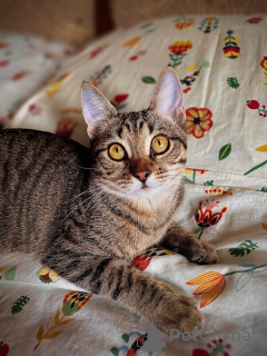 Photo №3. Le mignon chaton Spark entre de bonnes mains. Fédération de Russie