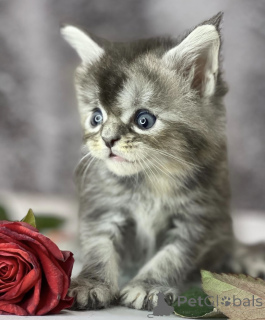 Photo №1. maine coon - à vendre en ville de Baden-Baden | 550€ | Annonce № 163453