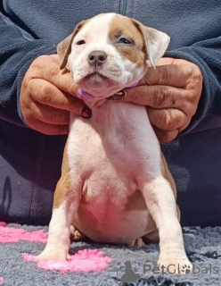 Photos supplémentaires: De Pura Sangre