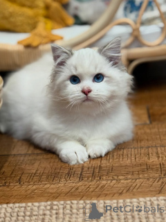 Photo №1. ragdoll - à vendre en ville de Cermatt | 850€ | Annonce № 157682