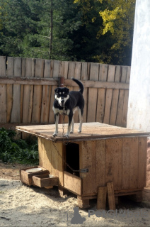 Photo №2 de l'annonce № 8317 de la vente chien bâtard - acheter à Fédération de Russie de l'abri