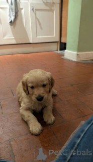 Photo №1. golden retriever - à vendre en ville de Corby | négocié | Annonce №176157