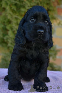 Photo №4. Je vais vendre cocker spaniel anglais en ville de Ada.  - prix - 400€