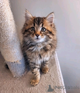 Photo №2 de l'annonce № 150763 de la vente maine coon - acheter à Allemagne de l'abri, éleveur