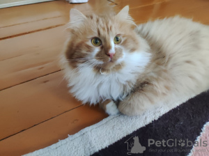 Photo №4. Je vais vendre  en ville de Minsk.  - prix - Gratuit