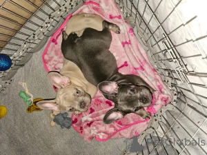 Photo №3. Chiots bulldog français. Suisse