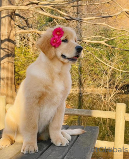 Photo №1.  - à vendre en ville de Mauvais zurzach | 484€ | Annonce №161161