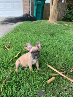 Photo №1. bouledogue - à vendre en ville de Saariselkä | Gratuit | Annonce №128387