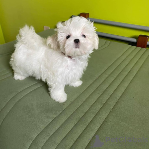 Photo №1. bichon maltais - à vendre en ville de Tallinn | négocié | Annonce №126959