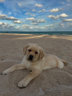 Photo №1. labrador retriever - à vendre en ville de Alavus | 504€ | Annonce №164564