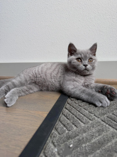 Photo №1. british shorthair - à vendre en ville de Rotterdam | négocié | Annonce № 170648