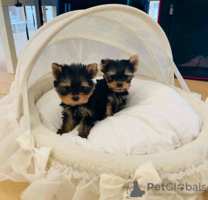 Photo №3. Incroyables chiots Yorkie Business WhatsApp 37256062792. La finlande