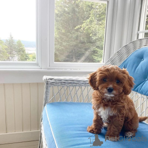 Photo №1. cavalier king charles spaniel - à vendre en ville de Berlin | 300€ | Annonce №174952