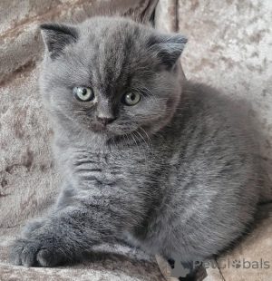 Photo №1. british shorthair - à vendre en ville de Anvers | Gratuit | Annonce № 153885