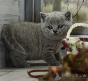 Photo №1. british shorthair - à vendre en ville de Berlin | 227€ | Annonce № 89833