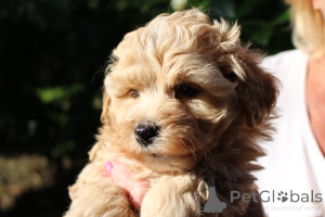 Photo №2 de l'annonce № 146100 de la vente bolonka - acheter à Pologne annonce privée, de la fourrière