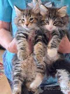 Photo №1. chat des forêts norvégiennes - à vendre en ville de Marseille | 500€ | Annonce № 165919