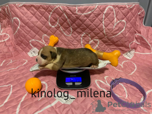 Photo №1. american bully - à vendre en ville de Панчево | 2600€ | Annonce №127732