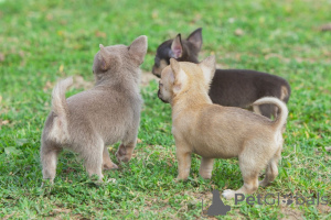 Photo №1. chihuahua - à vendre en ville de Hinterglemm | 650€ | Annonce №178533