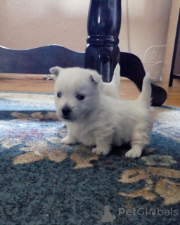 Photo №2 de l'annonce № 77293 de la vente west highland white terrier - acheter à Serbie 