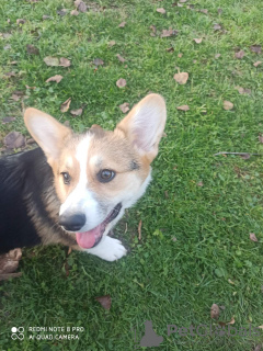 Photo №4. Je vais vendre chien à loutre en ville de Belgrade.  - prix - négocié