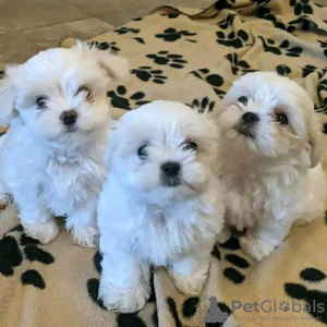 Photo №1. bichon maltais - à vendre en ville de Munich | 159€ | Annonce №129807
