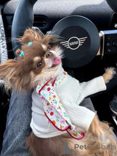 Photo №1. chihuahua - à vendre en ville de Mojkovac | 650€ | Annonce №152215