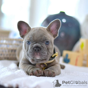 Photo №1. bouledogue - à vendre en ville de Split | négocié | Annonce №101856