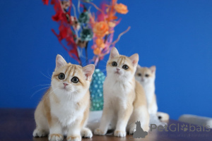 Photo №2 de l'annonce № 153755 de la vente british shorthair - acheter à Turquie éleveur