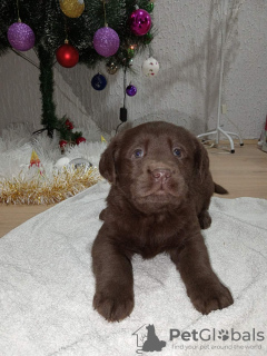 Photo №3. Chiots Labrador Retriever chocolat. Serbie