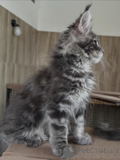 Photo №2 de l'annonce № 169334 de la vente maine coon - acheter à Pologne éleveur