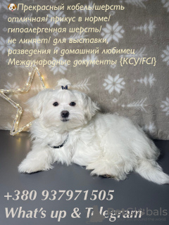 Photo №2 de l'annonce № 87218 de la vente bichon maltais - acheter à La Moldavie 