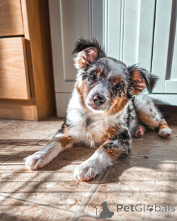 Photo №1. berger australien - à vendre en ville de Helsinki | 600€ | Annonce №169154
