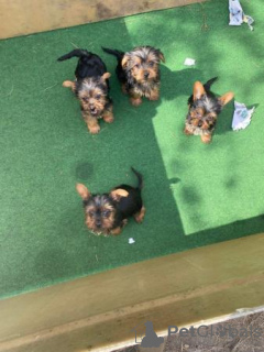 Photo №3. Chiots Yorkshire terrier à vendre prêts maintenant. Allemagne