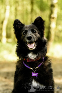 Photo №4. Je vais vendre chien bâtard en ville de Москва. annonce privée - prix - Gratuit