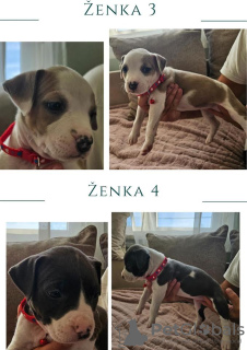 Photo №2 de l'annonce № 79091 de la vente american pit bull terrier - acheter à Serbie 