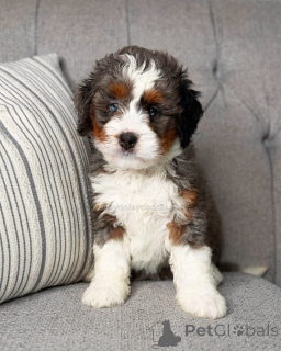 Photo №4. Je vais vendre chien bâtard en ville de Berlin. éleveur - prix - négocié