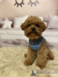 Photo №3. Les garçons de Maltipoo. Allemagne