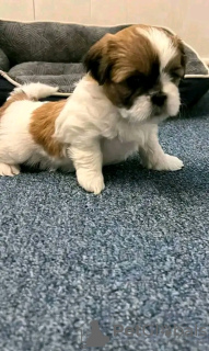 Photo №2 de l'annonce № 13361 de la vente saint-bernard - acheter à Suisse annonce privée