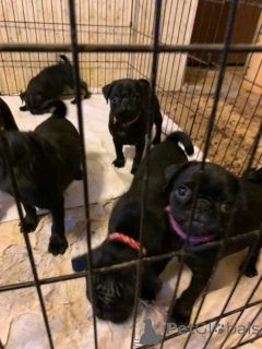 Photo №1. carlin - à vendre en ville de Berlin | 800€ | Annonce №138906