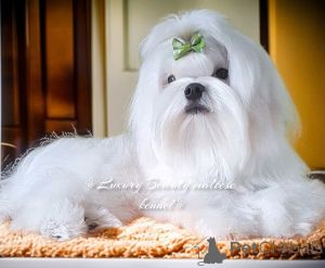 Photo №3. Neperrsheveeni tsucenya maltais, coréen, FCI. Ukraine