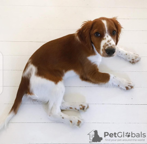 Photo №2 de l'annonce № 94426 de la vente welsh springer spaniel - acheter à Lituanie annonce privée