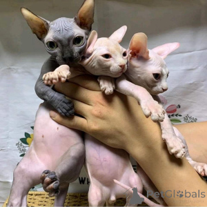 Photo №1. sphynx - à vendre en ville de Alken | 350€ | Annonce № 147313