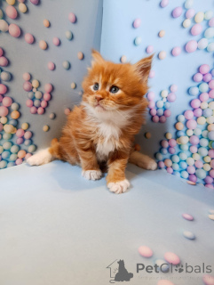 Photo №2 de l'annonce № 161027 de la vente maine coon - acheter à Fédération de Russie annonce privée