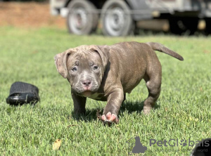 Photo №1. chien bâtard - à vendre en ville de Smolensk | 2500€ | Annonce №116797