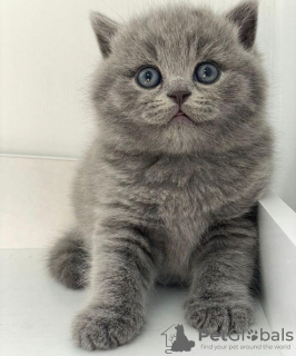 Photo №1. british shorthair - à vendre en ville de Berlin | 284€ | Annonce № 90833