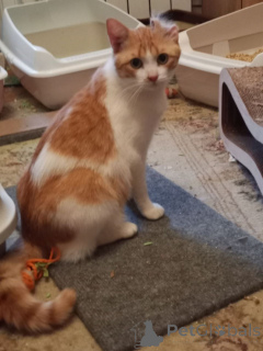 Photo №3. Le merveilleux chat Pierre Bezukhov cherche un bon foyer !. Fédération de Russie